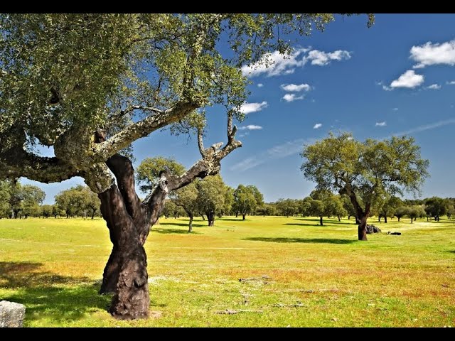finca las casas zahara de la sierra