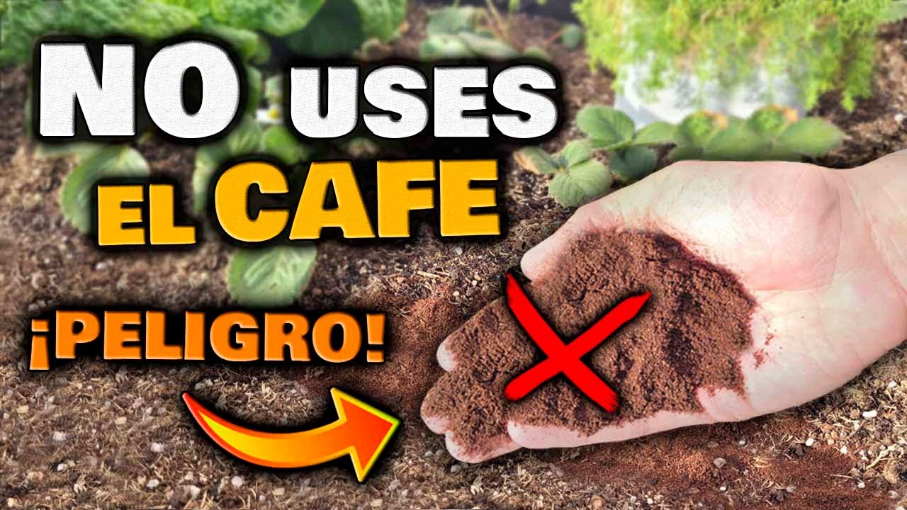 la zurrapa del cafe es buena para las plantas