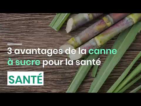 miel de canne à sucre bienfaits