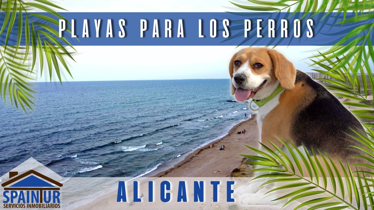 playas para perros costa azul