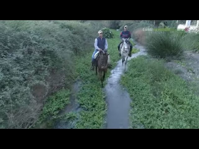 refugio de caballos en malaga