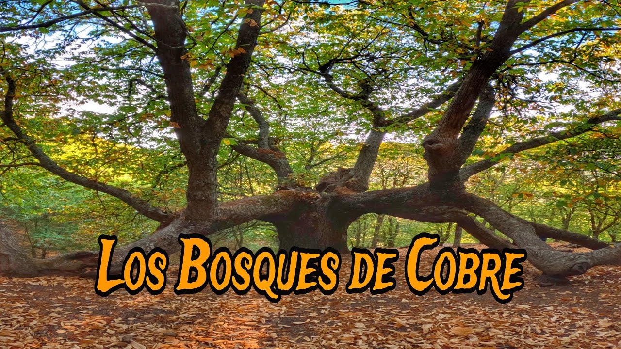 bosque de cobre cuando ir