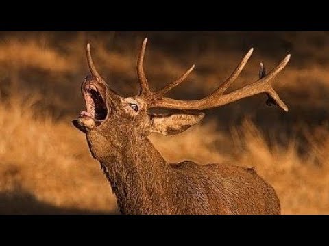 cuando es la berrea en cazorla