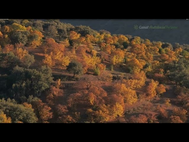 el bosque de cobre málaga