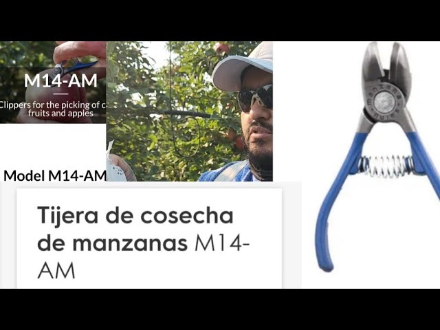 manzana con tijeras cruz de mayo