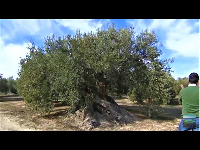 mejor aceite de oliva de jaén