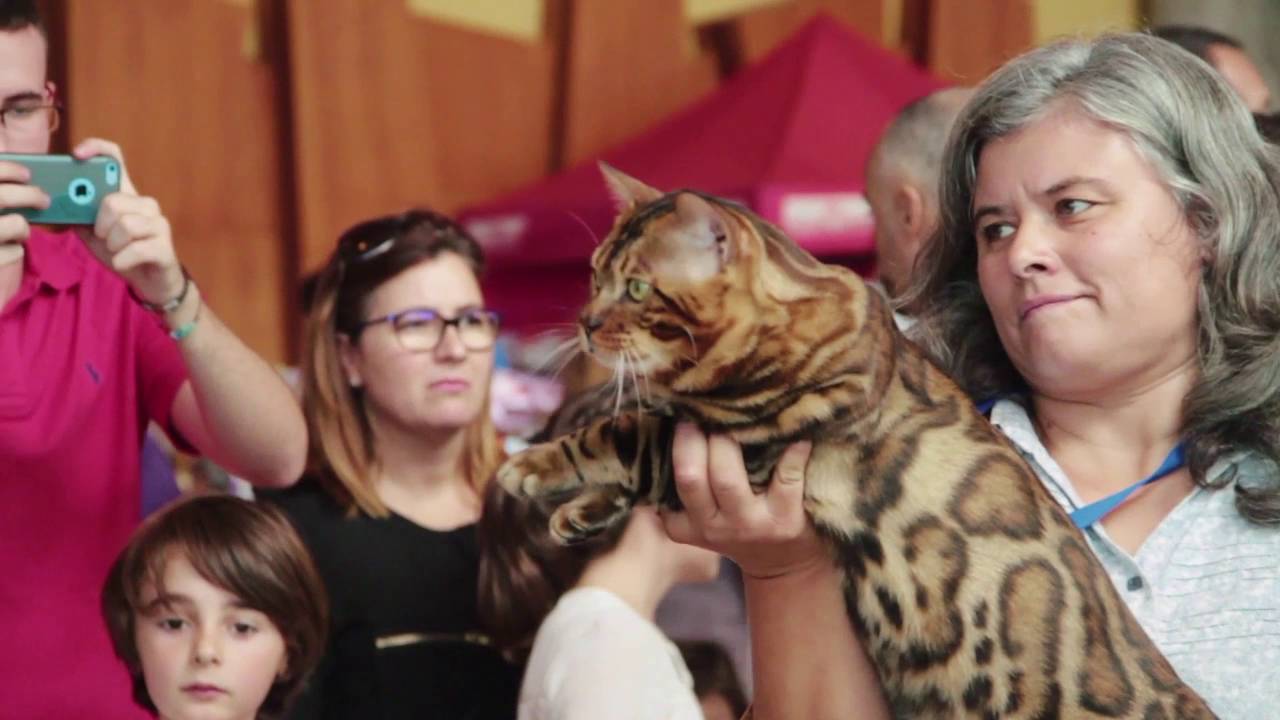 mi mascota palacio de congresos malaga