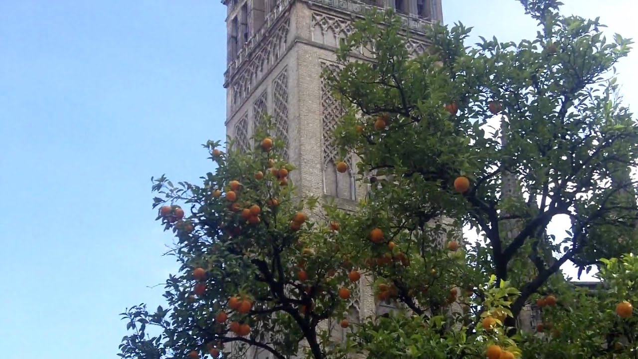patio de los naranjos catedral de sevilla