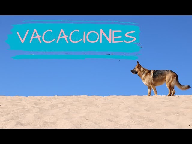 playas para perros en conil de la frontera
