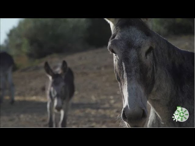 pueblo de los burros en malaga