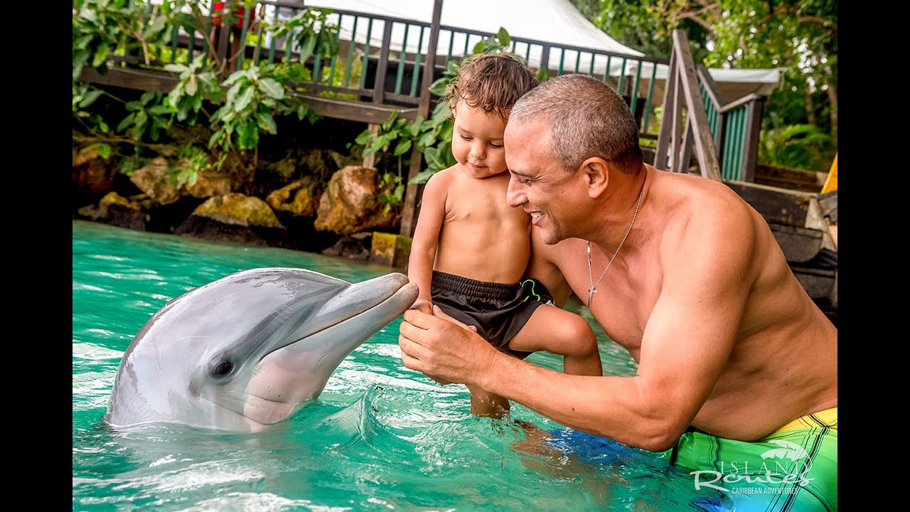 swim with dolphins in benalmadena