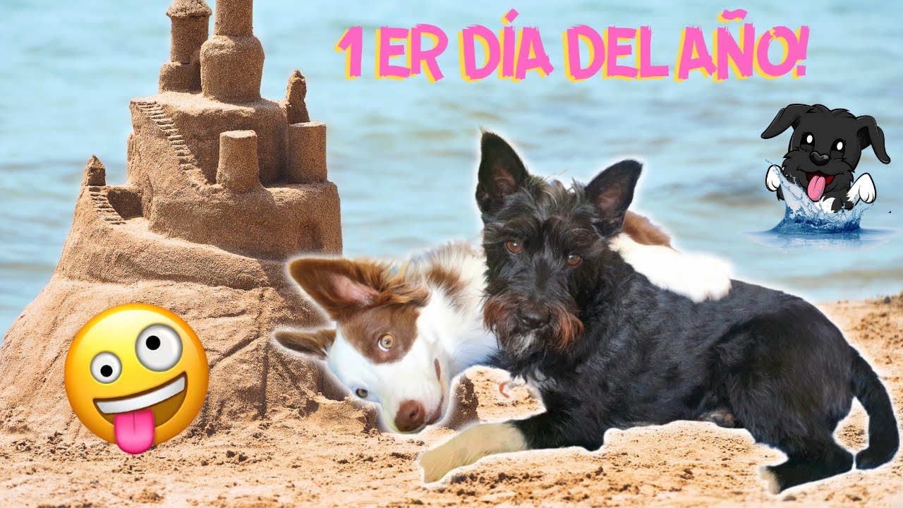 vacaciones con mascotas en la playa