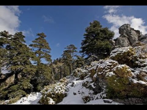 cabañas sierra de las nieves