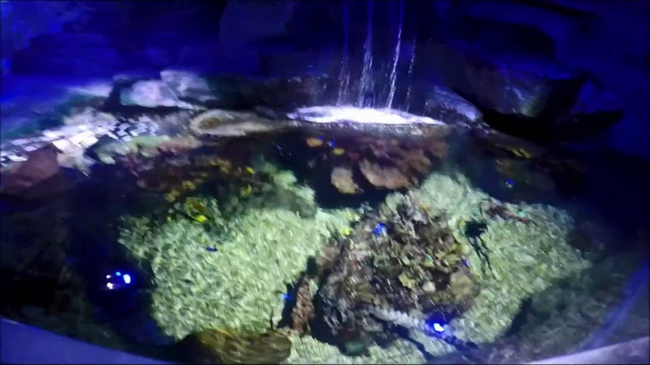 como llegar a sea life benalmadena