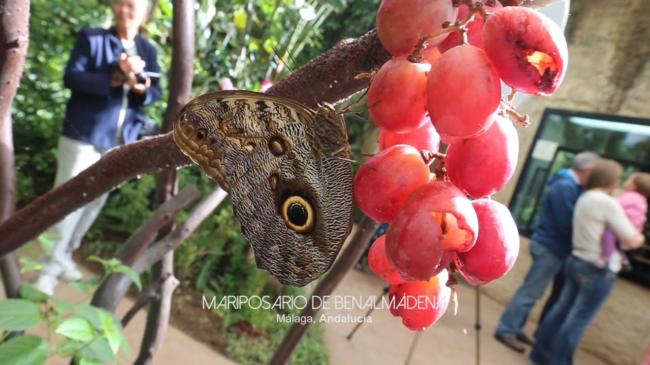 como llegar al mariposario de benalmadena