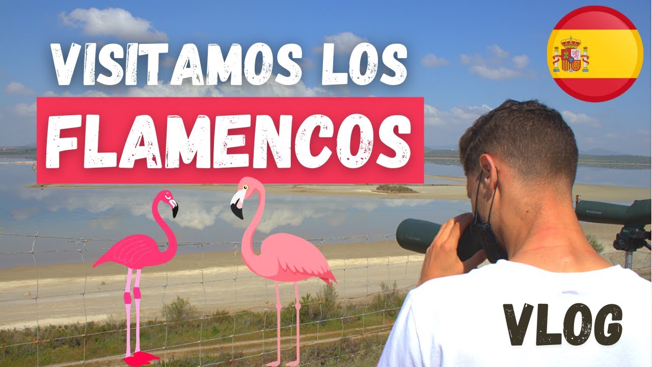 cuando hay flamencos en la laguna de fuente de piedra
