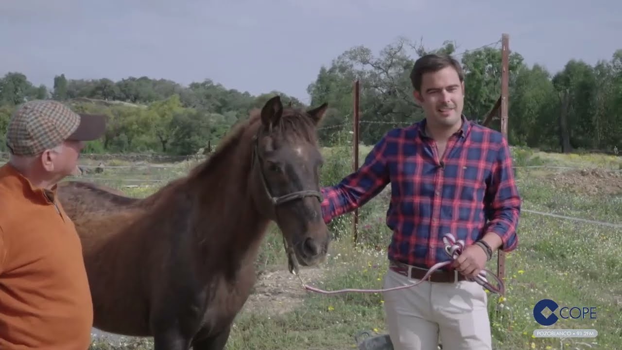feria del caballo jerez de la frontera