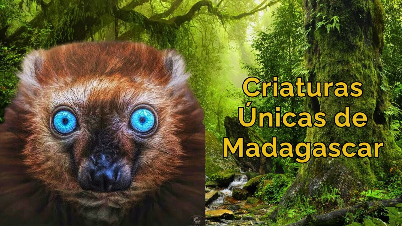 los animales de madagascar viven en uno