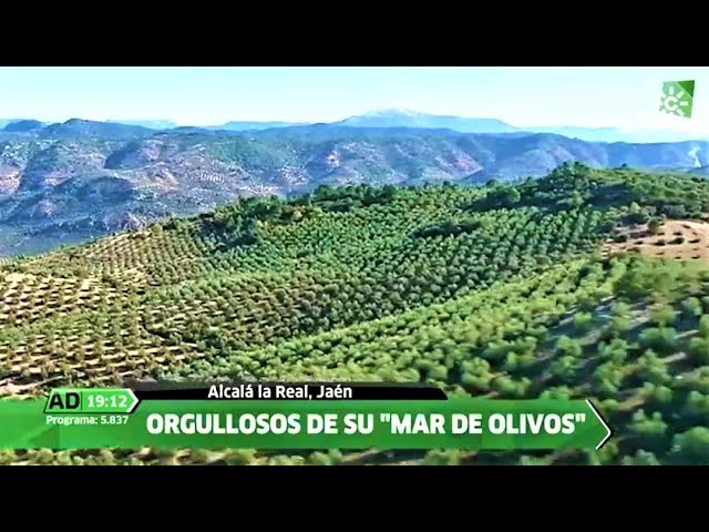 olivos en la provincia de jaen
