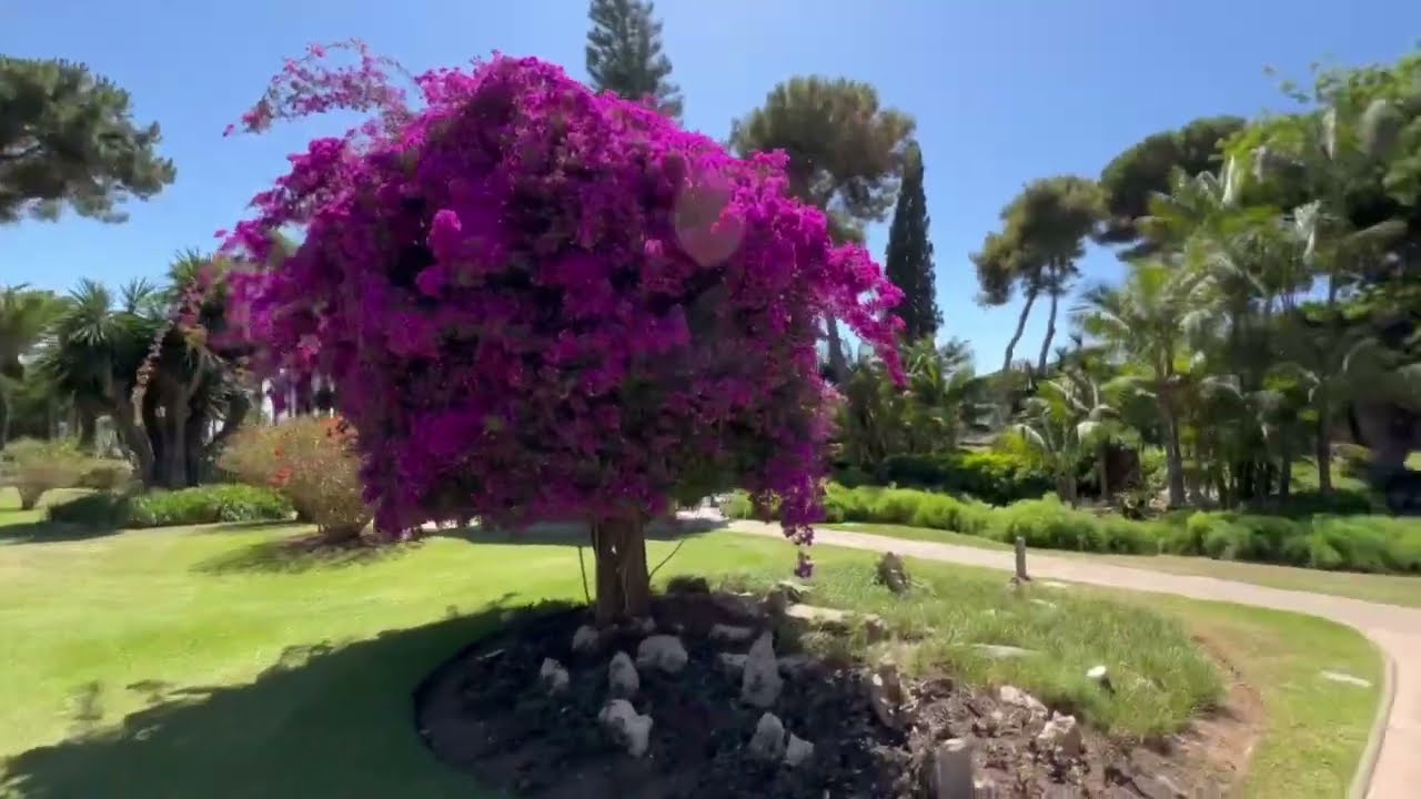 the oasis don carlos marbella