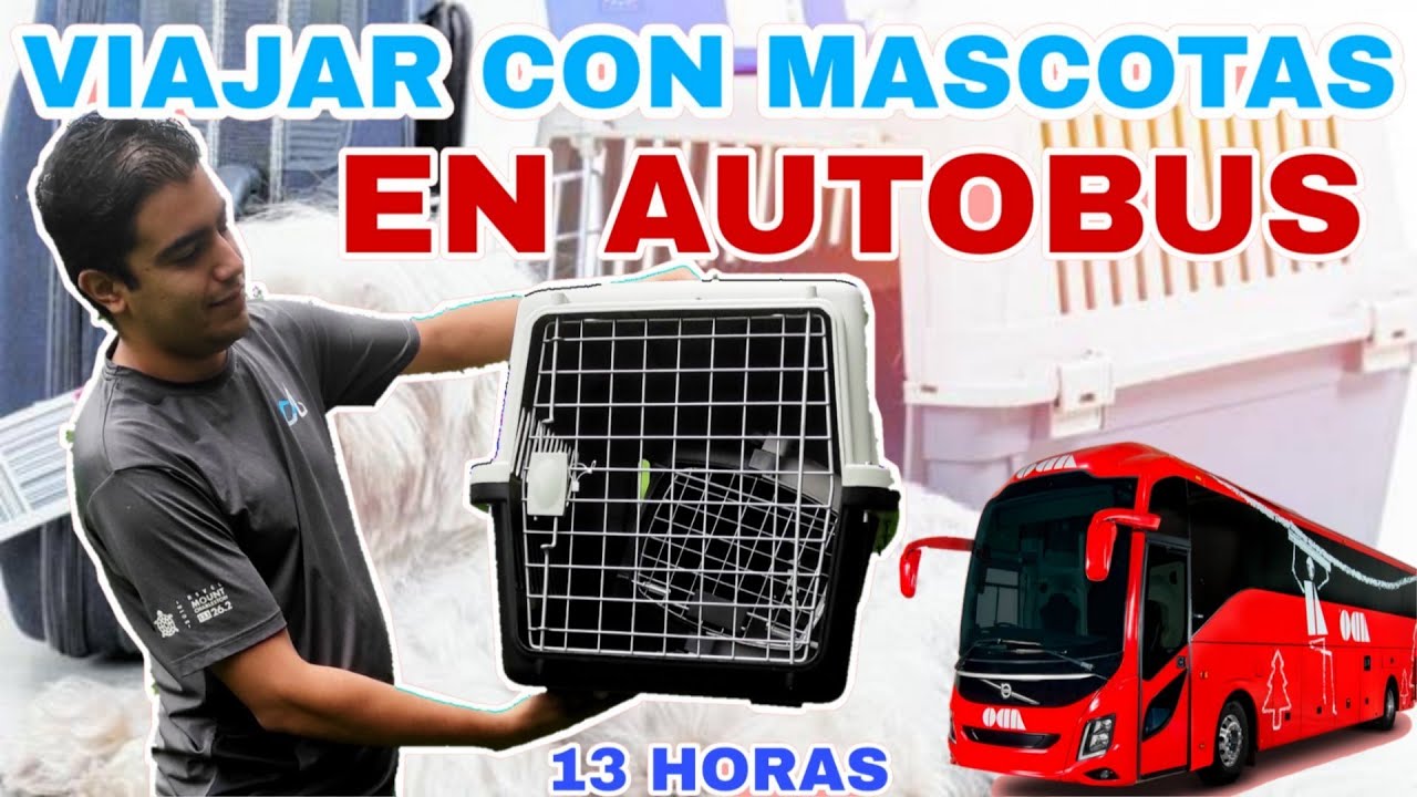 viajar con perro en autobus alsa