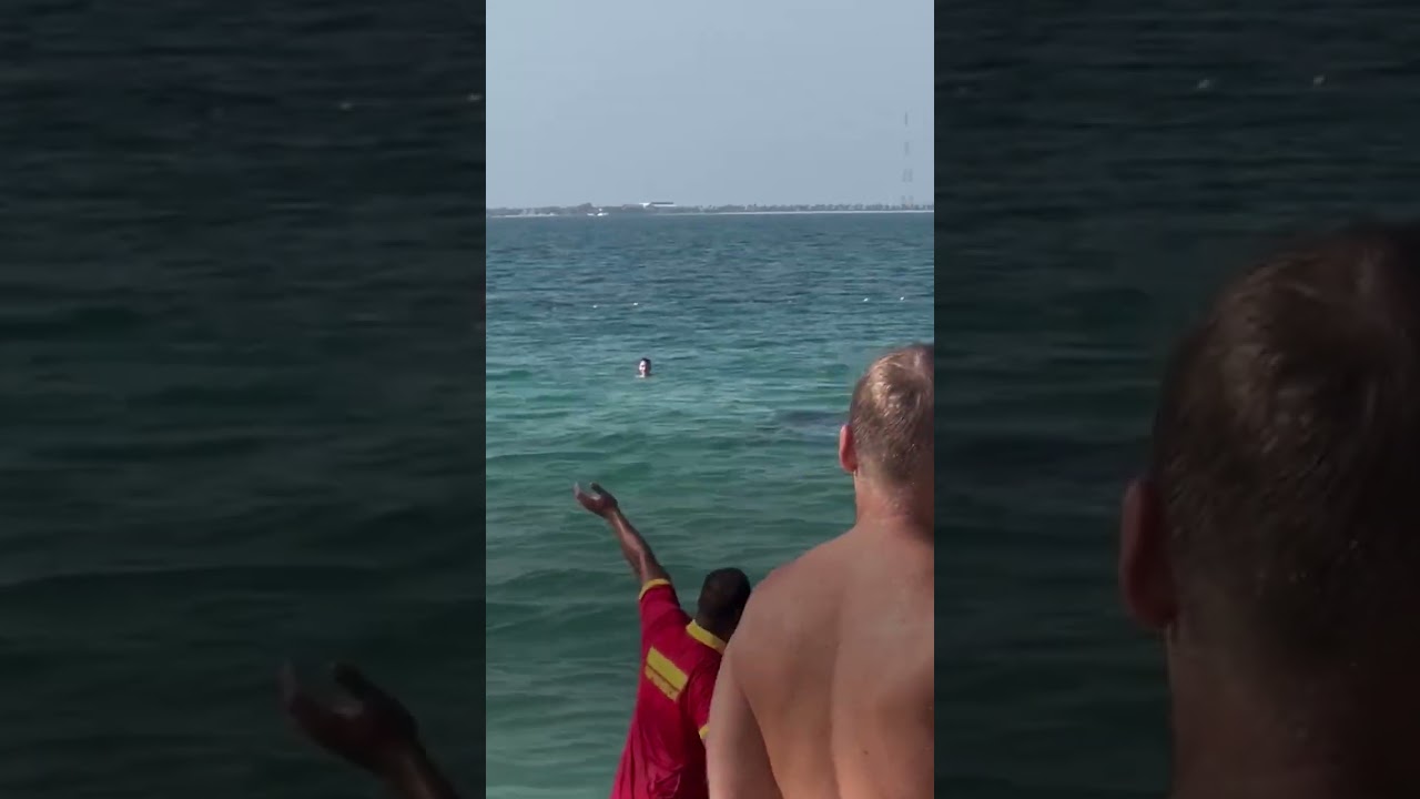 voir les dauphins en espagne