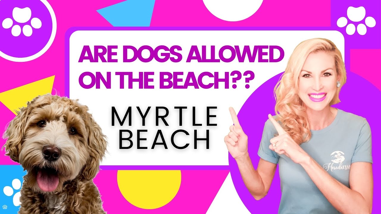 when are dogs allowed on the beach