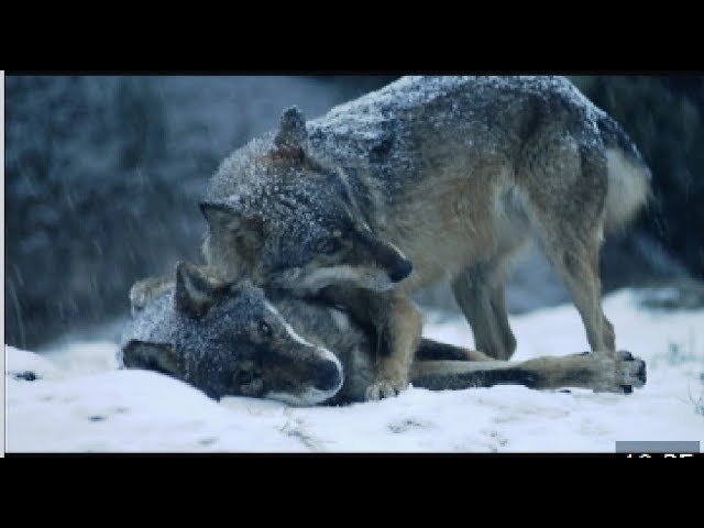 animales en peligro de extincion en andalucia