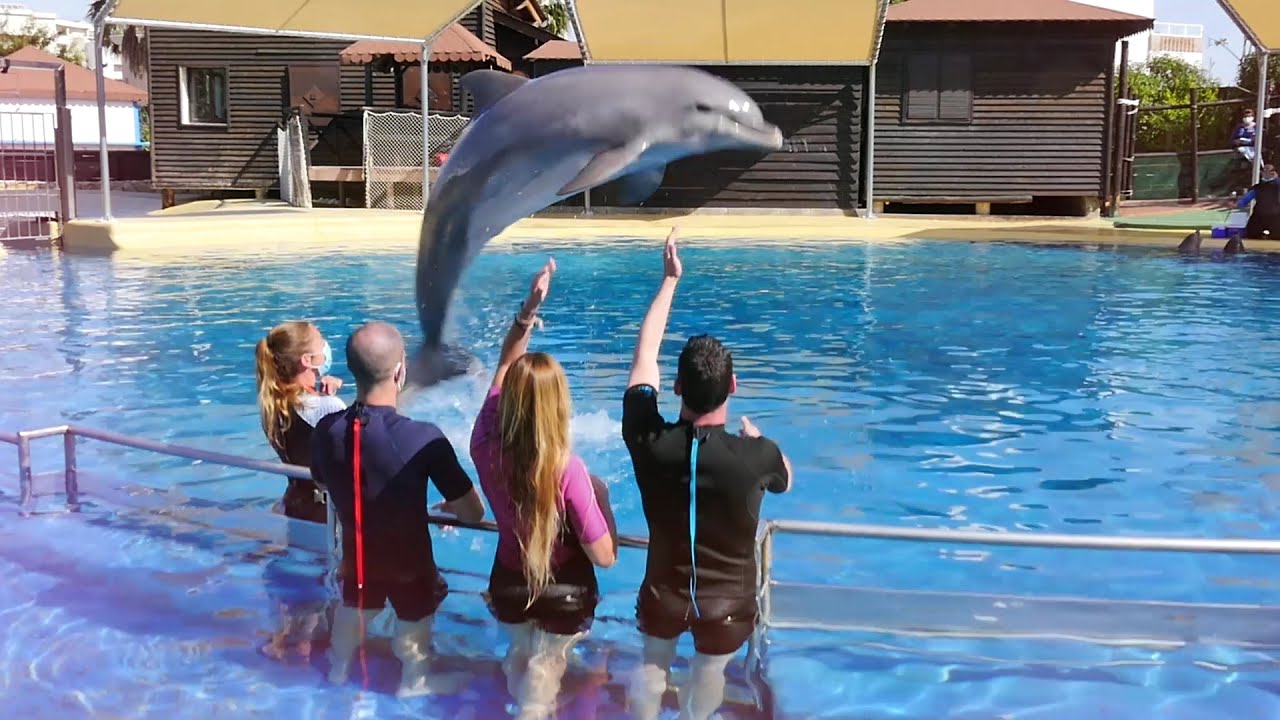 baño con delfines selwo marina