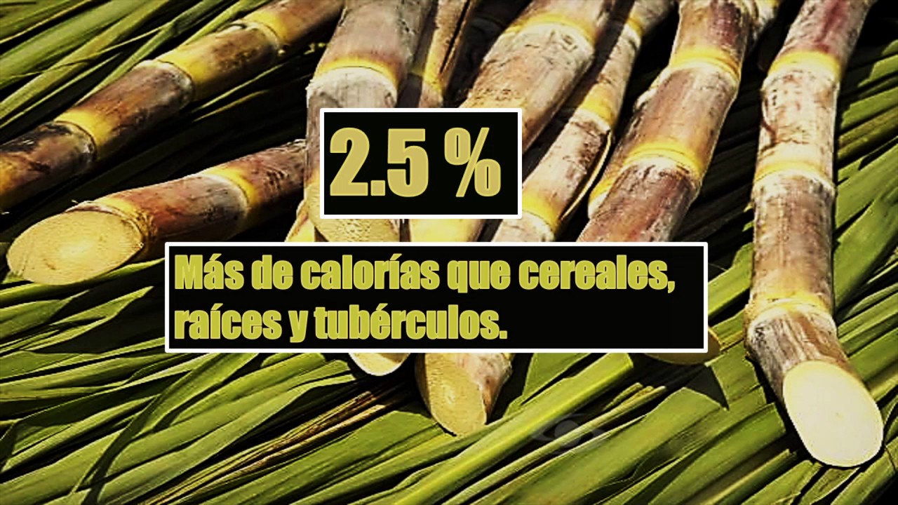 caña de azucar para comer