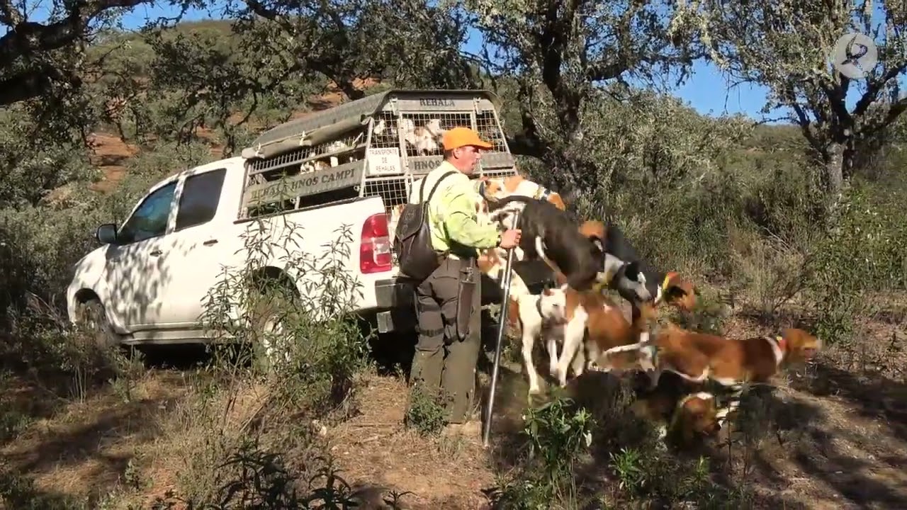 perros de caza en malaga