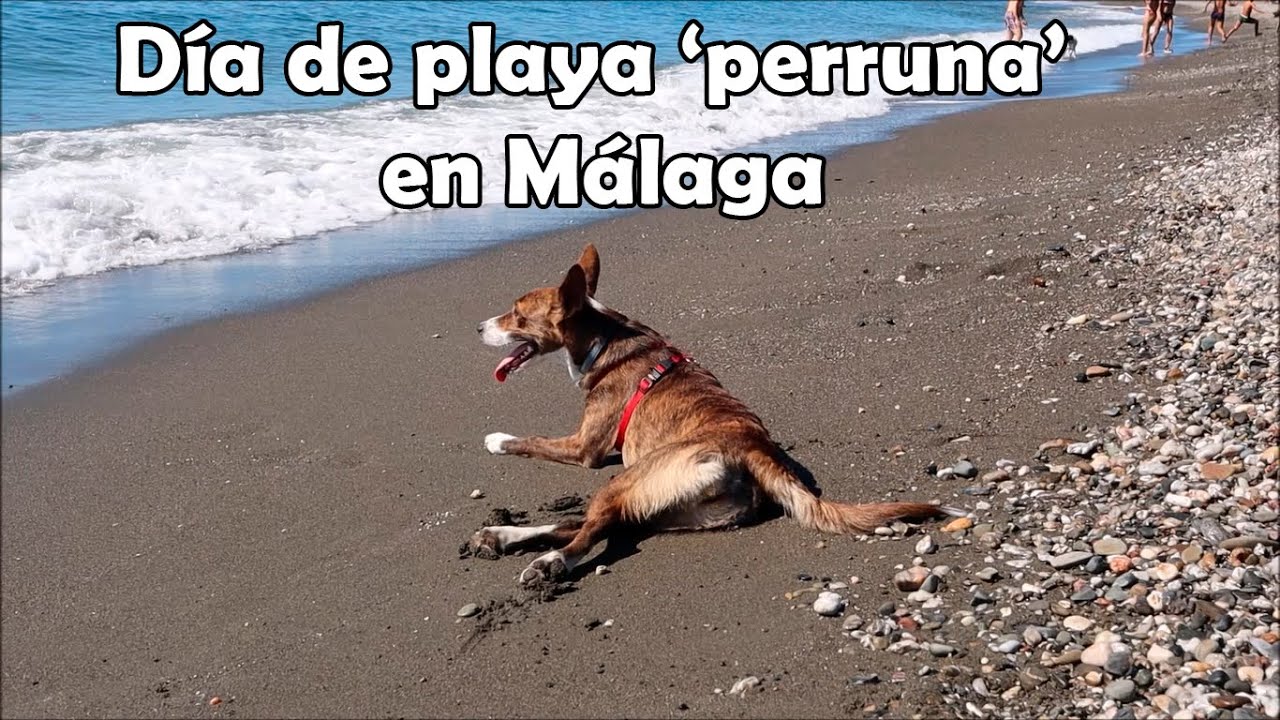 playa canina de torre del mar